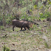 "Warthog" Mlilwane Wildlife Sanctuary, Swaziland